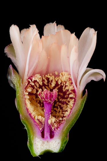 Gymnocalycium pflanzii v. albipulpa